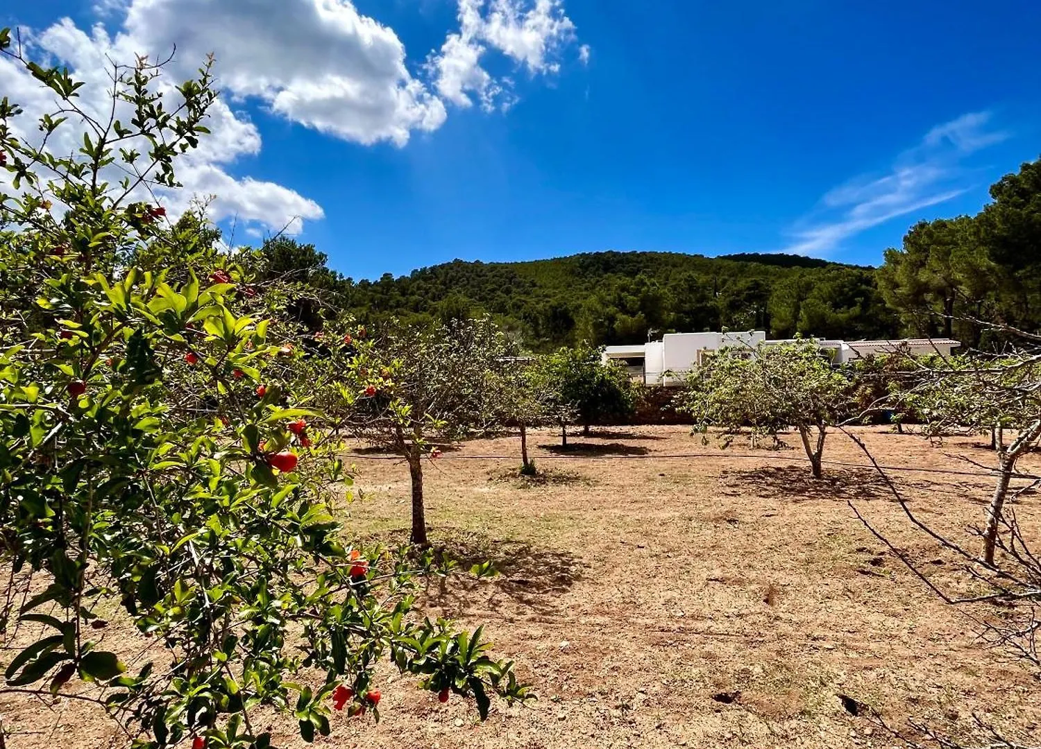 Walk To Unvrs & Amnesia - 4Br Finca - Private Pool & Forest España